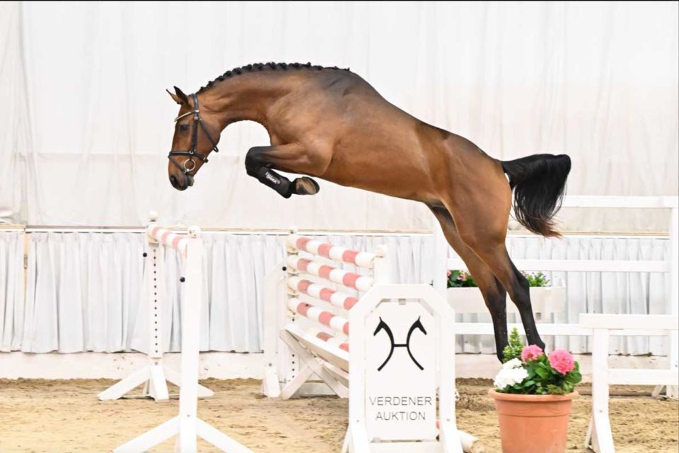 Top prizes for offspring of Aganix du Seigneur Z and Taloubet Z in